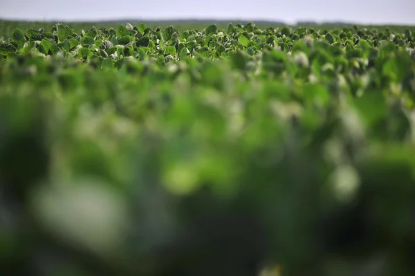 Groene soja bladeren in het veld — Stockfoto