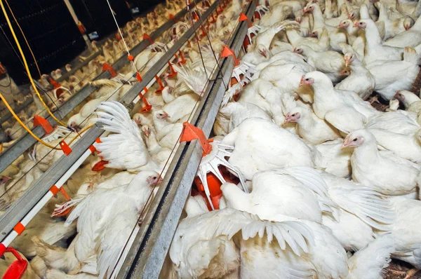 Pollo blanco en una granja — Foto de Stock