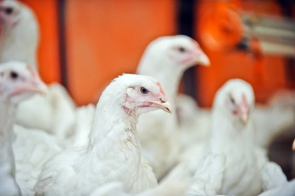 Poulet blanc dans une ferme — Photo