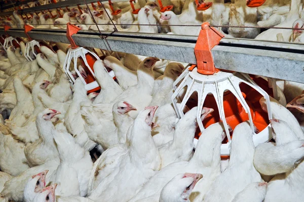 Weergave Van Witte Kip Boerderij Sluit — Stockfoto