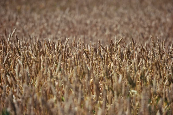 Campo de trigo — Foto de Stock