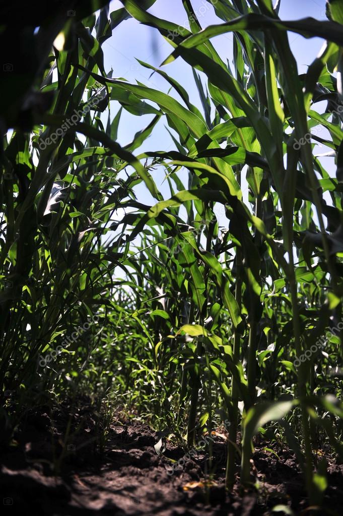 Corn field with young corn pests — Stock Photo © vipavlenkoff 53976115