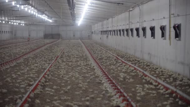 Pollos de engorde en el alimentador — Vídeo de stock