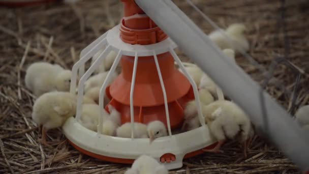 Mann hält Baby-Huhn — Stockvideo