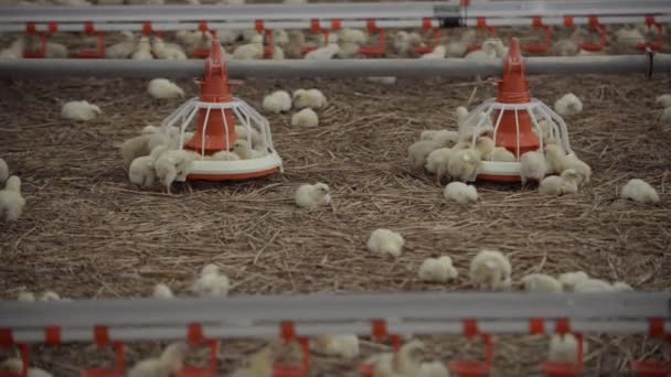 Man holds baby chicken — Stock Video