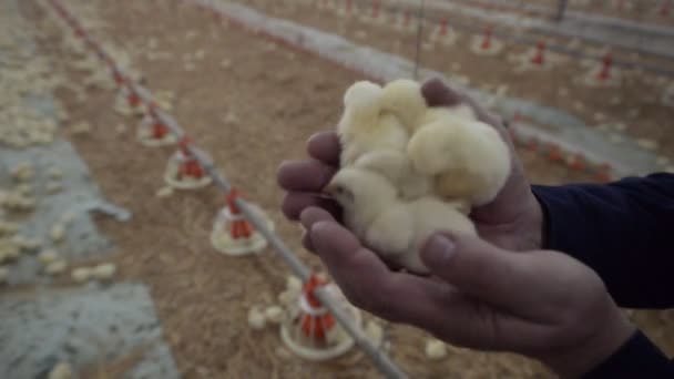 Man holds baby chicken — Stock Video