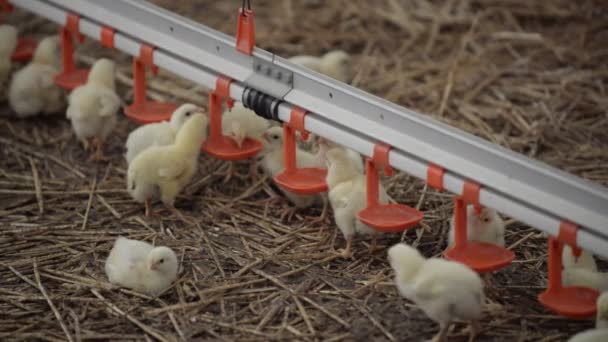 Pollos de engorde en el alimentador — Vídeos de Stock