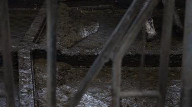 İnek çiftliği'nde temizlik