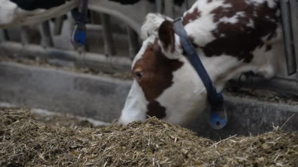 Vaches mangeant à la ferme — Video