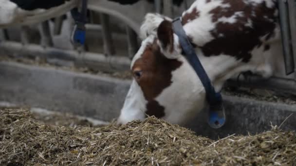 Vacas comiendo en la granja — Vídeo de stock