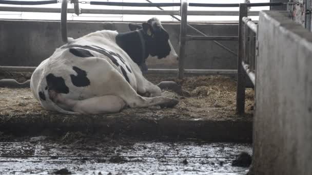 Kuh ruht auf Bauernhof — Stockvideo