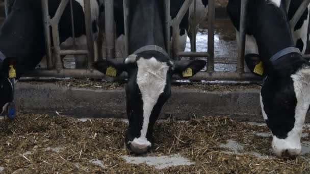 Kühe fressen auf Bauernhof — Stockvideo