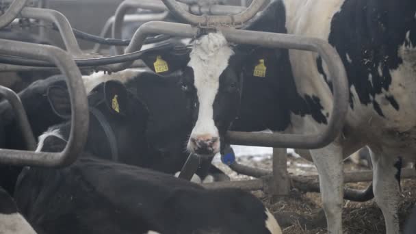 Grupo de vacas en la granja — Vídeo de stock