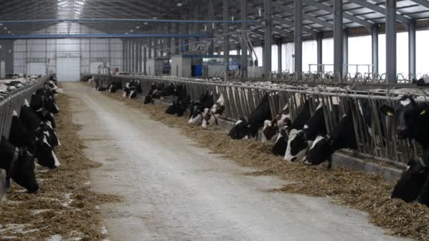 Kühe fressen auf Bauernhof — Stockvideo