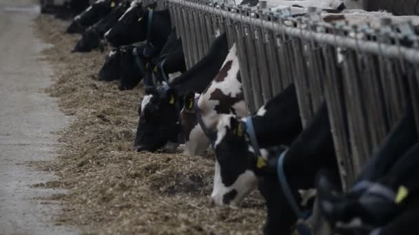 Корови їдять на фермі — стокове відео