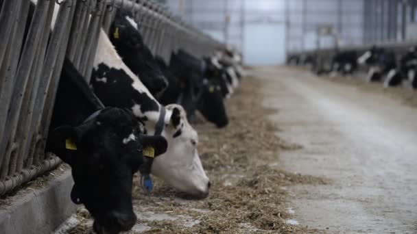 Vaches mangeant à la ferme 