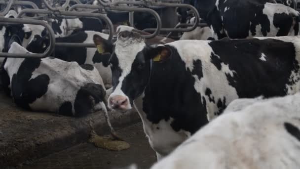 Kühe fressen auf Bauernhof — Stockvideo