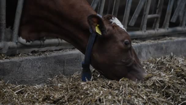 Cows group at farm — Stock Video