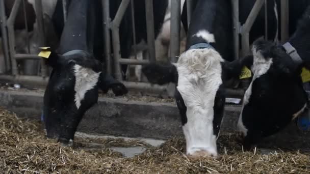Krávy stravování na farmě — Stock video