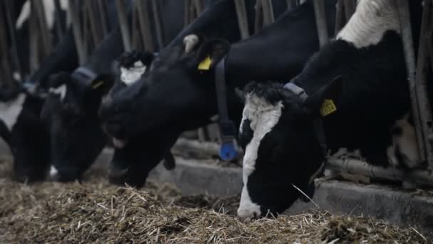 Vacas comiendo en la granja — Vídeo de stock