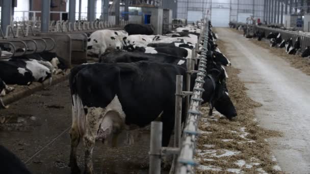 Vacas comiendo en la granja — Vídeo de stock