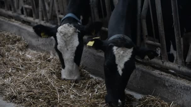 Kühe fressen auf Bauernhof — Stockvideo