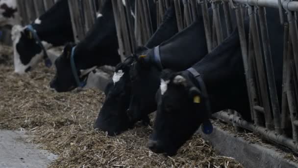 Cows eating at farm — Stock Video