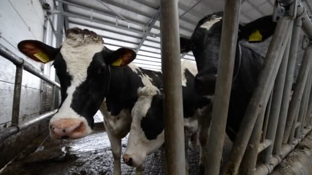 Коровы едят на ферме — стоковое видео