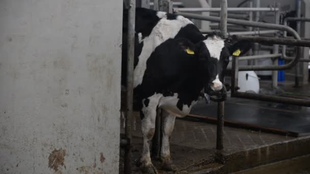Корова стоит на ферме — стоковое видео