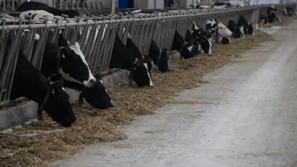 Cows eating at farm — Stock Video