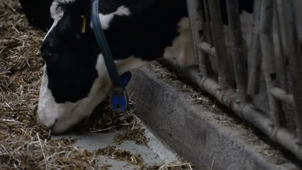 Cows eating at farm — Stock Video