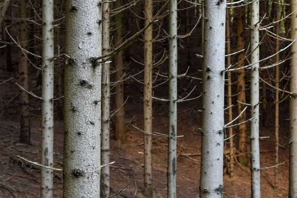 Koncentrálj Öreg Lucfenyő Törzsre Sűrű Tűlevelű Erdőben Erdészet Környezetvédelem Éghajlatváltozás — Stock Fotó