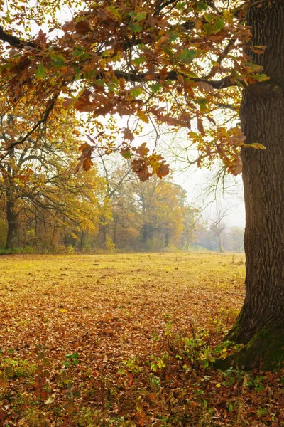 从橡树下看到美丽的 风景如画的秋天美景 — 图库照片