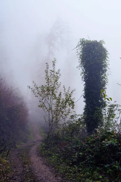 Sentier Étroit Travers Forêt Brumeuse Automne Conditions Météorologiques Saisons Environnement — Photo