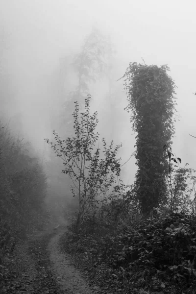 Voie Étroite Sombre Travers Forêt Brumeuse Automnale Noir Blanc Humeur — Photo