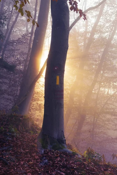 山毛榉树干上的标记 阳光在晨雾中闪耀在梦幻般神秘的秋天森林里 林业和乐观观念中的美 — 图库照片