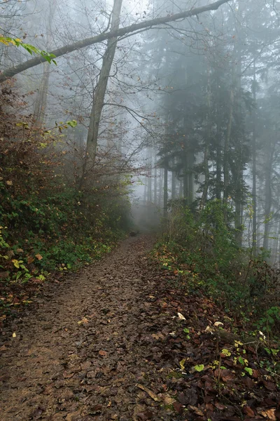 Sáros Ösvény Gyönyörű Ködös Erdőn Ősszel Időjárási Évszak Környezetvédelmi Erdészeti — Stock Fotó