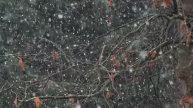 Ağaç dallarına yakın çekim ve kışın yavaş çekimde düşen yoğun kar. Hava, mevsimler ve doğa kavramları. HD, 24FPS, döngü