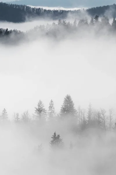 Alberi Abete Rosso Che Emergono Dalla Nebbia Sulle Colline Della — Foto Stock