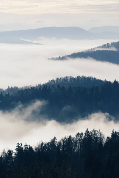Góry Doliny Lasów Iglastych Gęstej Mgle Okresie Zimowym Koncepcje Ochrony — Zdjęcie stockowe