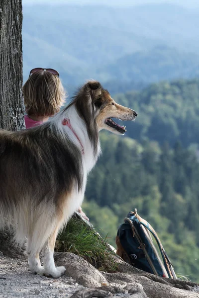 Rude Collie Observant Attentivement Les Environs Randonneuse Avec Sac Dos — Photo