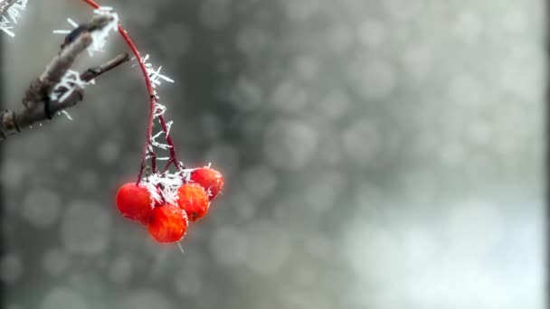 Rönnbär i frosten — Stockvideo