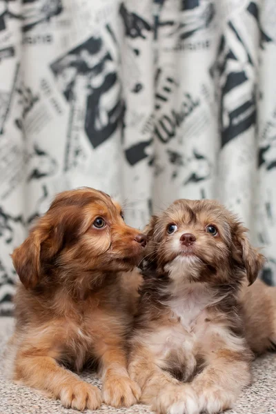 Pappy Crested chinês — Fotografia de Stock