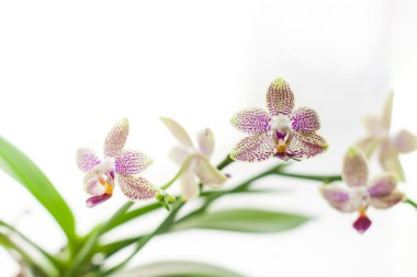 küçük güzel orkide çiçekler