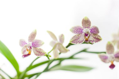 küçük güzel orkide çiçekler