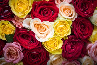 çiğ damlaları ile gül buketi