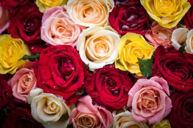 çiğ damlaları ile gül buketi