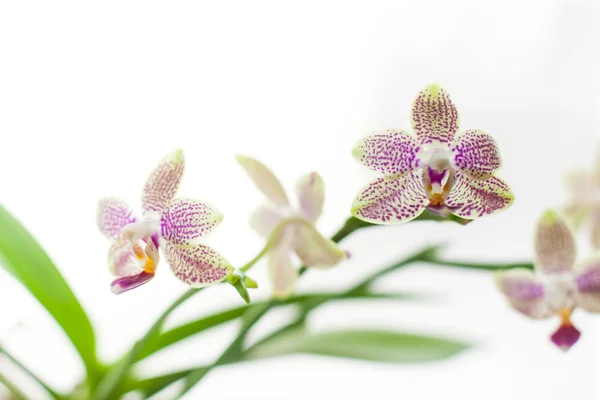 Petites belles fleurs d'orchidée — Photo