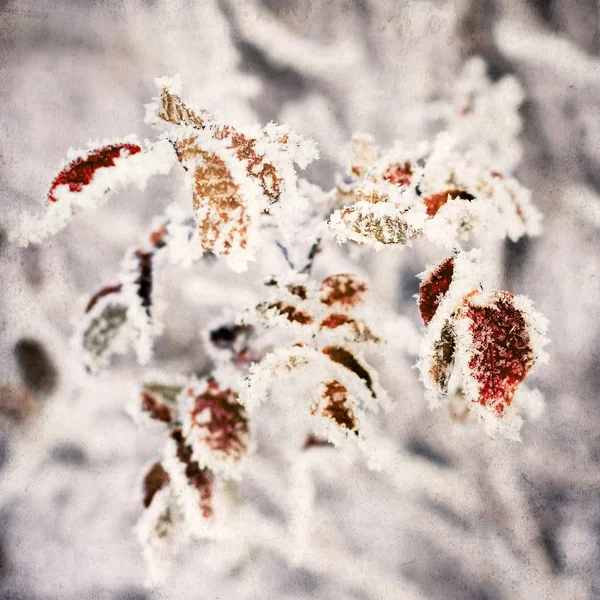 Leaves covered with morning frost. — Stock Photo, Image