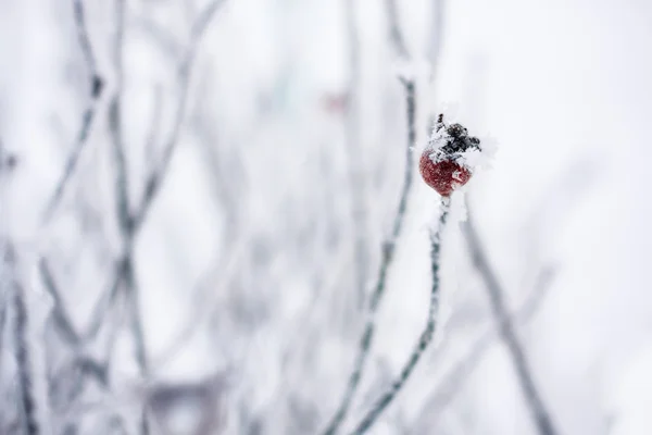 朝の霜に覆われた葉. — ストック写真